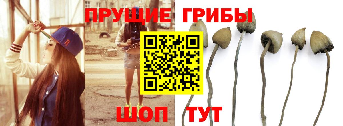 Псилоцибиновые грибы мицелий  Вход с VPN  Псилоцибиновые грибы Cubensis  Мариинск 